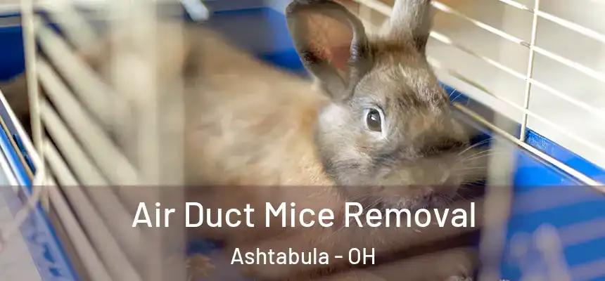  Air Duct Mice Removal Ashtabula - OH